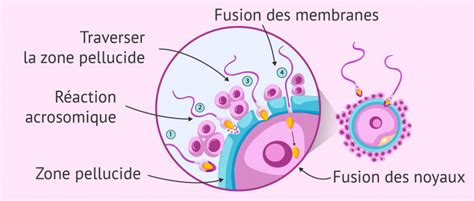 rencontre ovule spermatozoïdes|La fécondation : comment ça marche